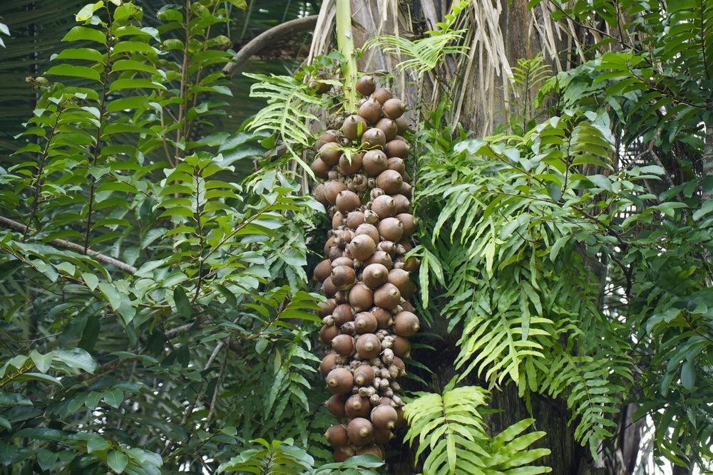 babassu nuts